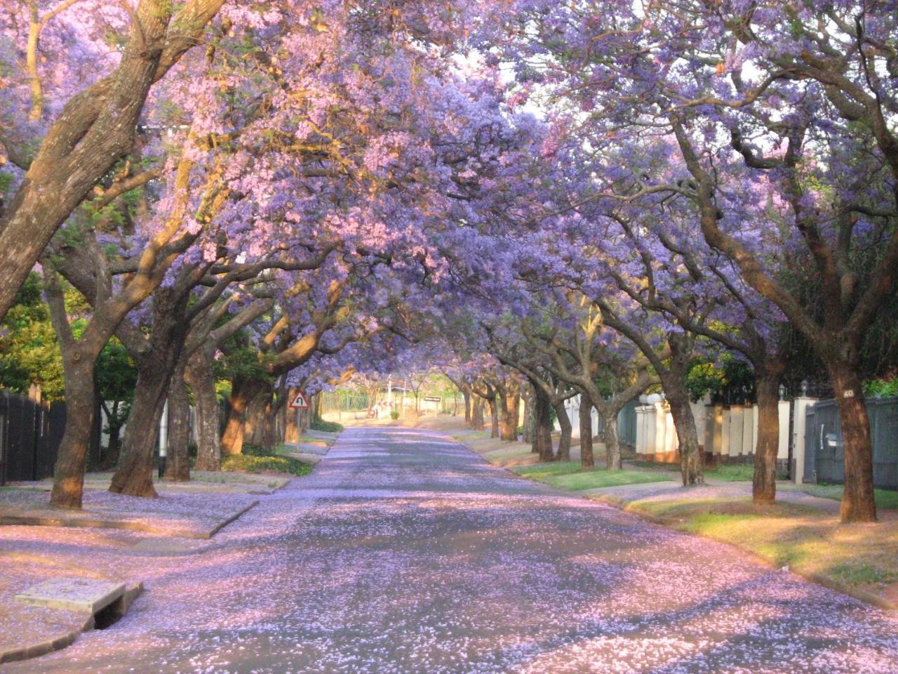 3@Marion Guest House Pretoria-Noord Exterior foto